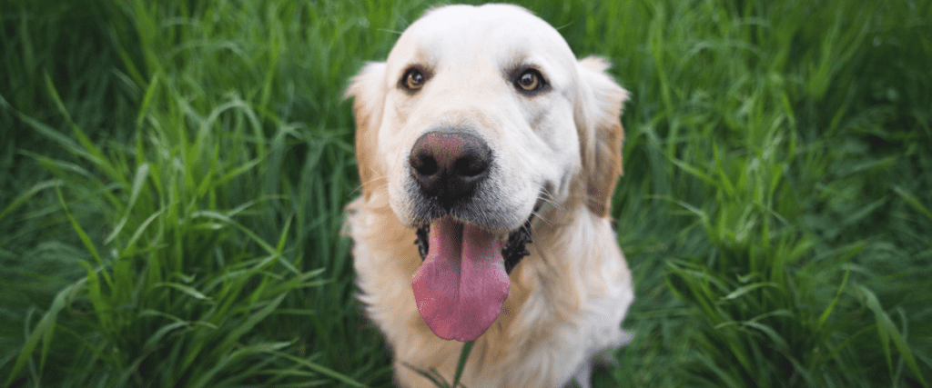 camping Santa Elena LLoret de Mar Pet Friendly